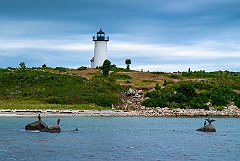 Seabirds By Tarpaulin Cove Lighthouse in Stormy Weather